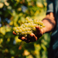 Quinta Do Ameal Vinho Verde Loureiro - Latitude Wine & Liquor Merchant