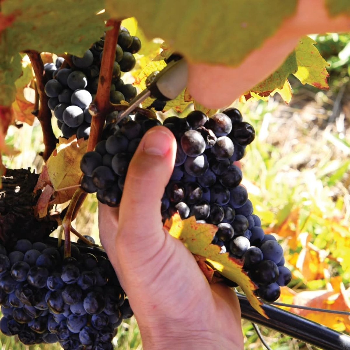 Quinta Do Cardo Tinto - Latitude Wine & Liquor Merchant