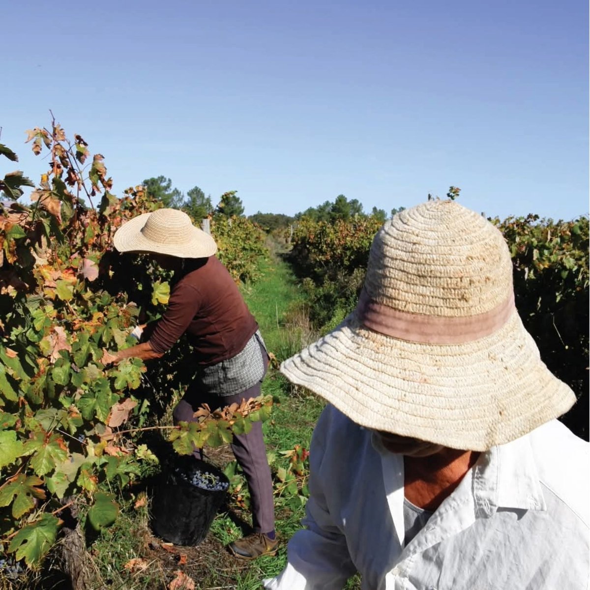 Quinta Do Cardo Tinto - Latitude Wine & Liquor Merchant