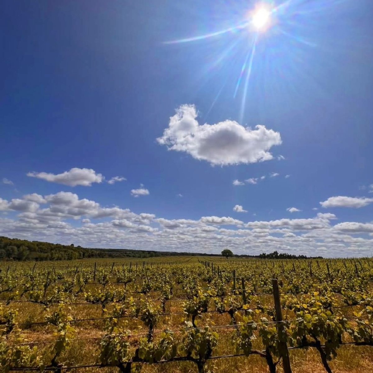Quinta Do Cardo Tinto - Latitude Wine & Liquor Merchant