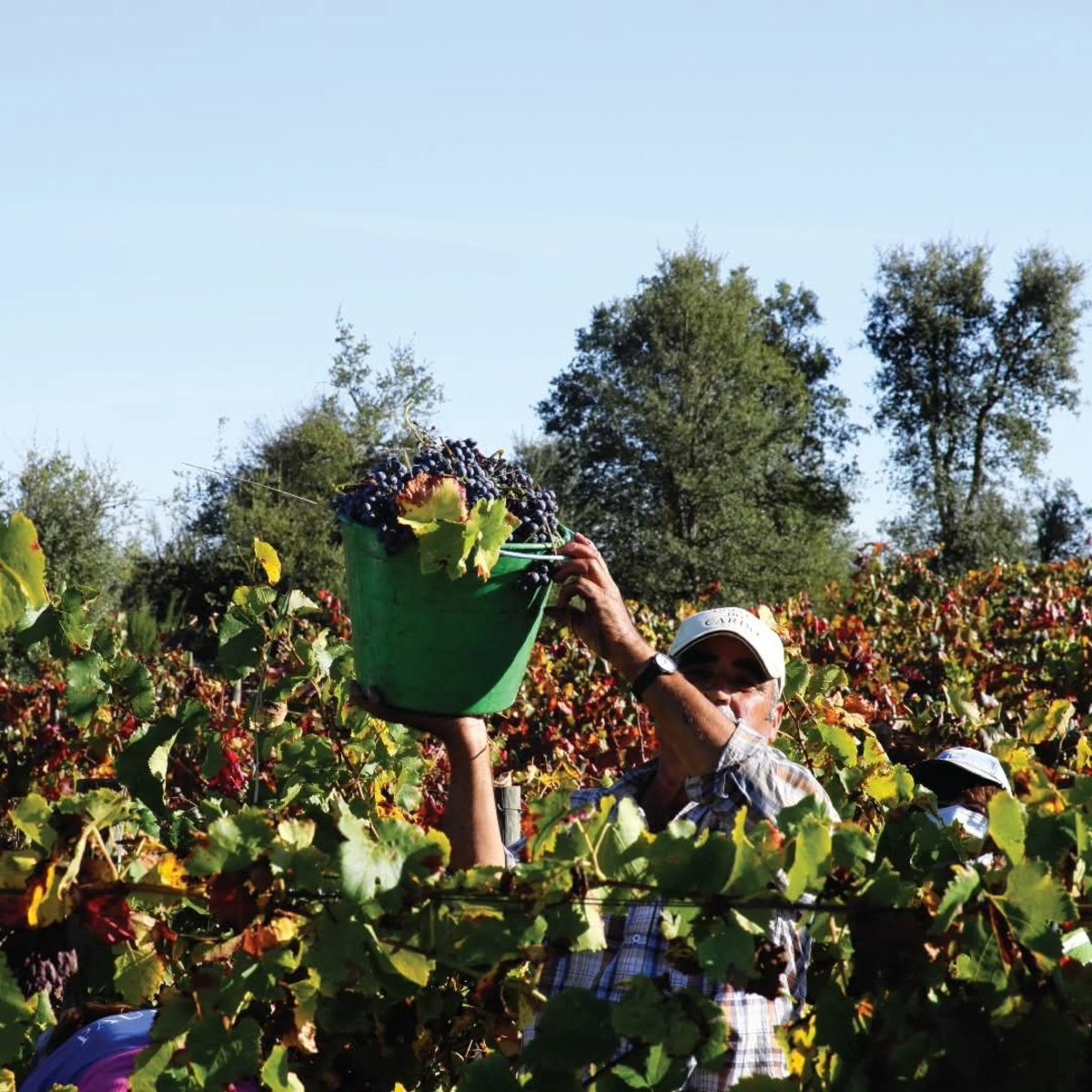 Quinta Do Cardo Tinto - Latitude Wine & Liquor Merchant
