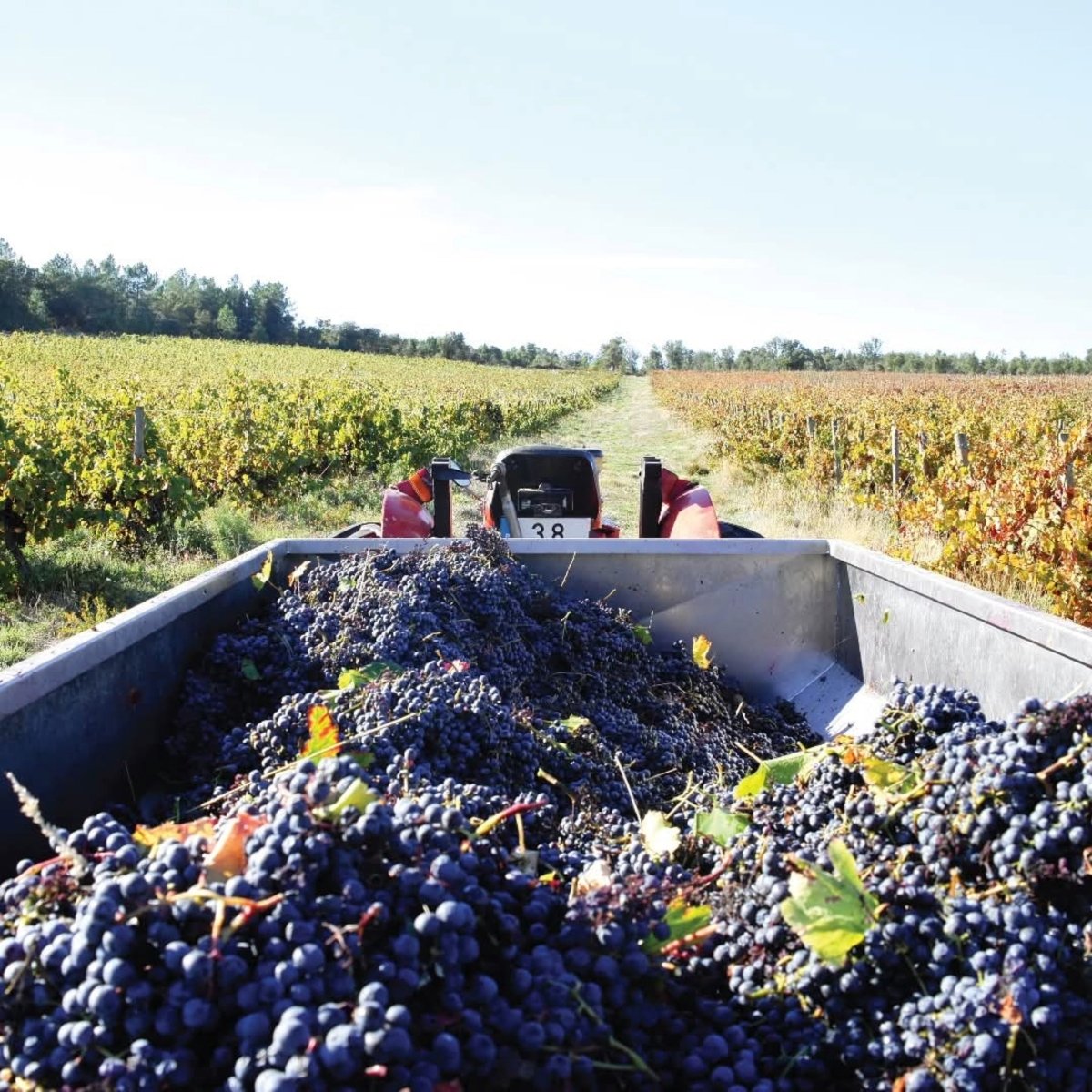 Quinta Do Cardo Tinto - Latitude Wine & Liquor Merchant