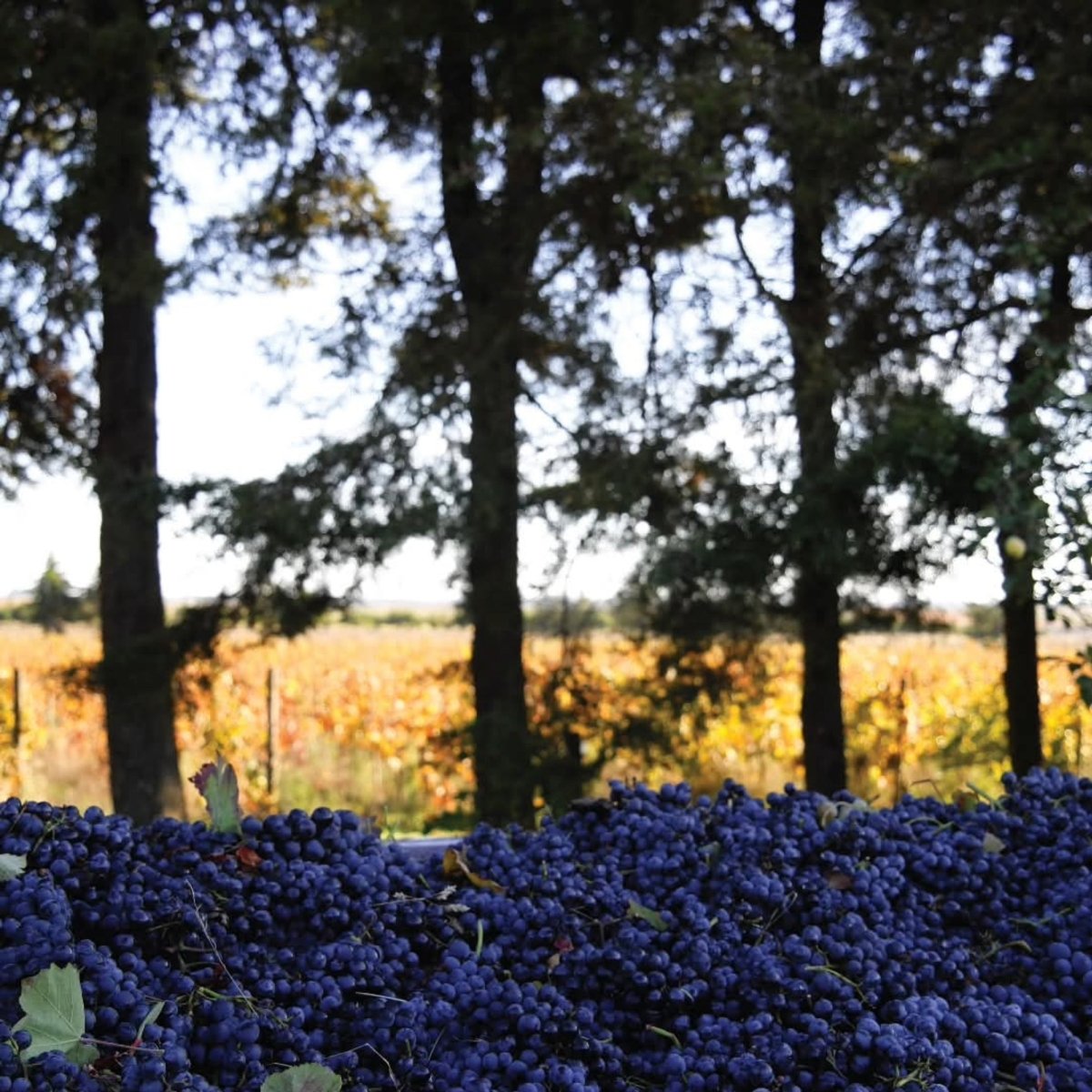 Quinta Do Cardo Tinto - Latitude Wine & Liquor Merchant