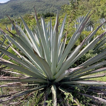 Quiquiriqui Espadin - Latitude Wine & Liquor Merchant