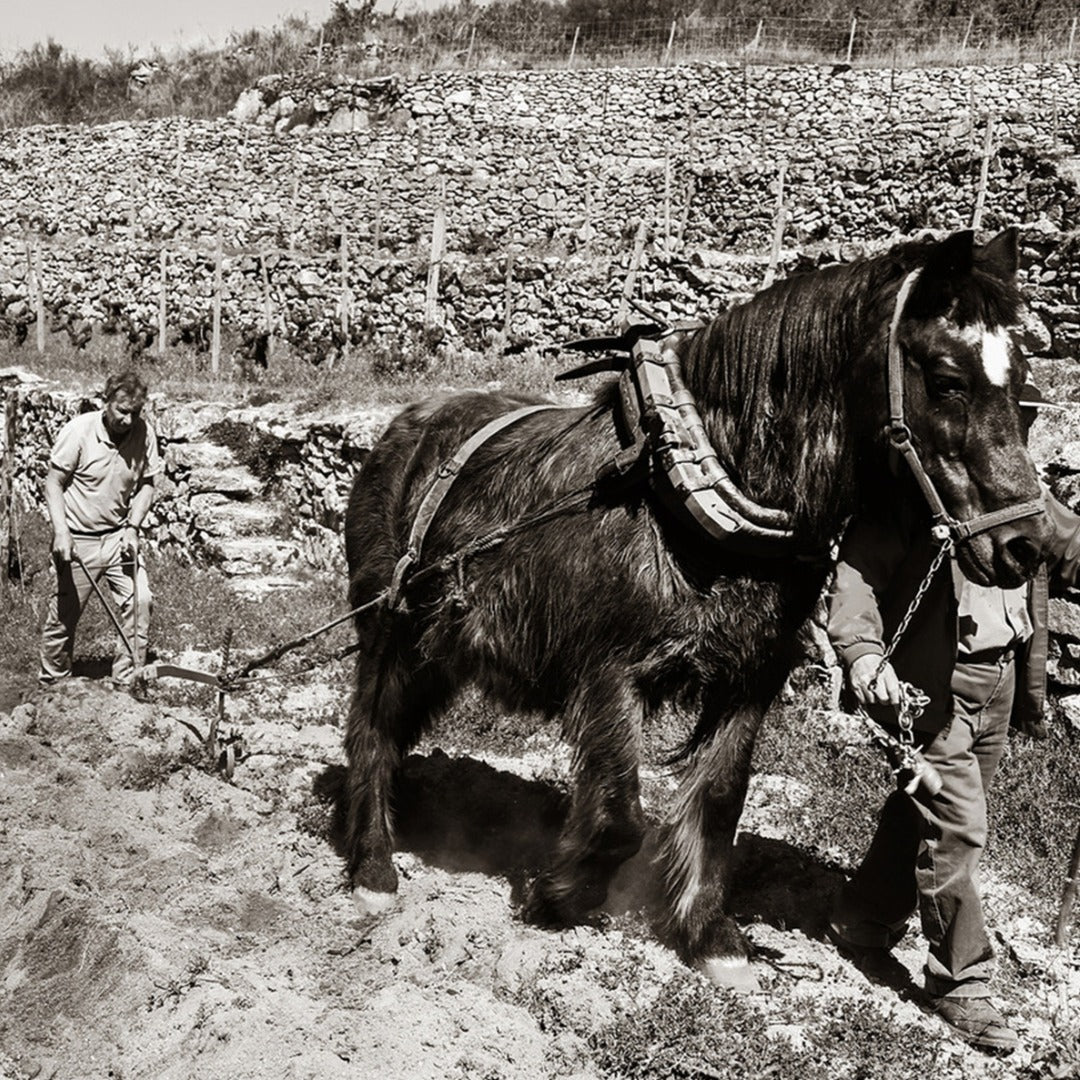 Rafael Palacios Louro Godello - Latitude Wine & Liquor Merchant