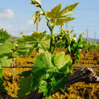 Rallo Vicoletto Catarratto Orange Wine - Latitude Wine & Liquor Merchant