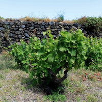 Rallo Vicoletto Catarratto Orange Wine - Latitude Wine & Liquor Merchant