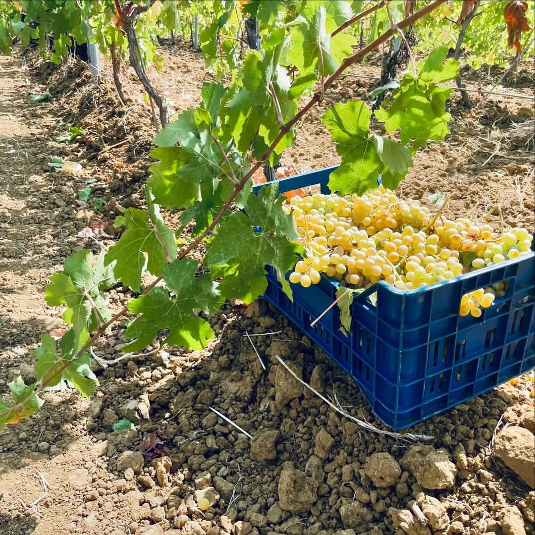 Rallo Vicoletto Catarratto Orange Wine - Latitude Wine & Liquor Merchant