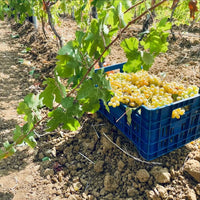 Rallo Vicoletto Catarratto Orange Wine - Latitude Wine & Liquor Merchant