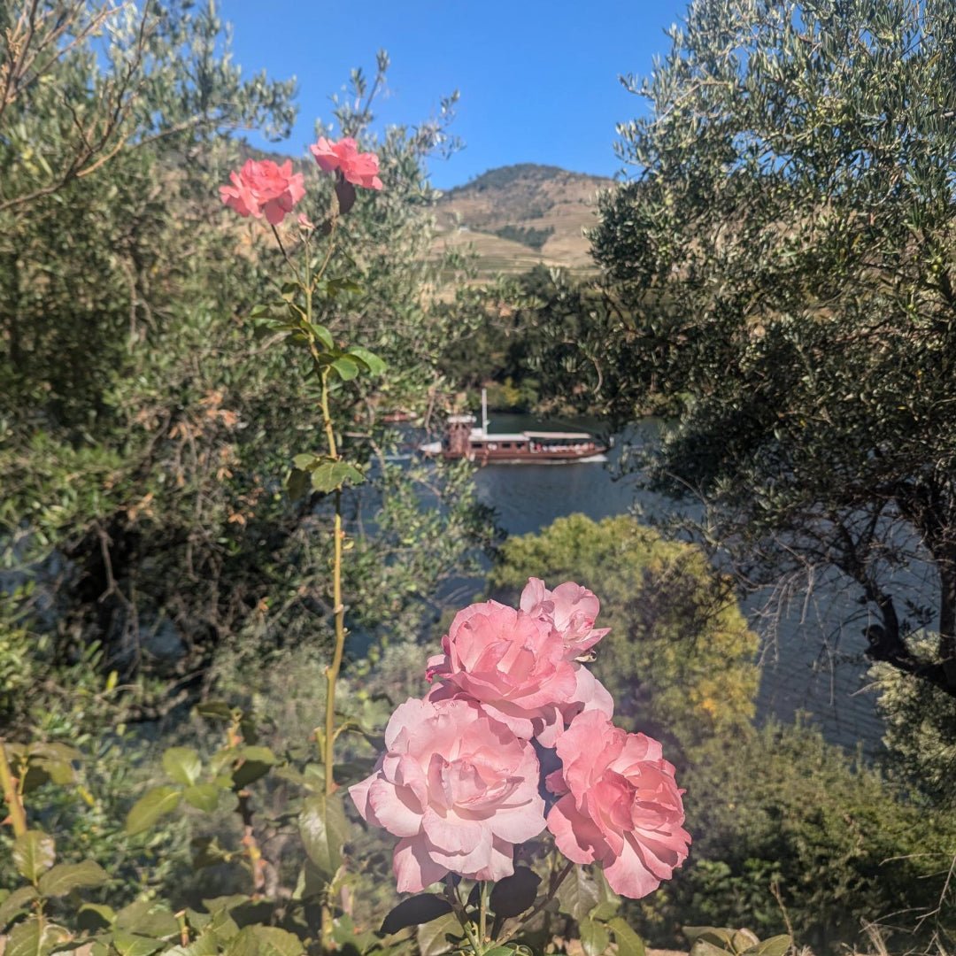 RCV Real Companhia Velha 10yo Tawny - Latitude Wine & Liquor Merchant