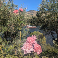 RCV Real Companhia Velha 10yo Tawny - Latitude Wine & Liquor Merchant