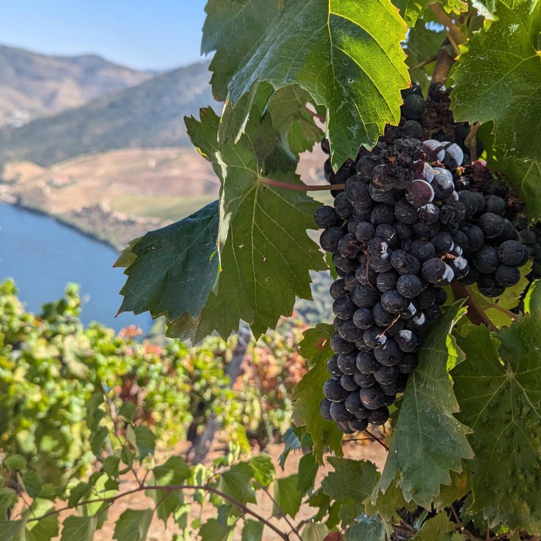 RCV Real Companhia Velha 10yo Tawny - Latitude Wine & Liquor Merchant