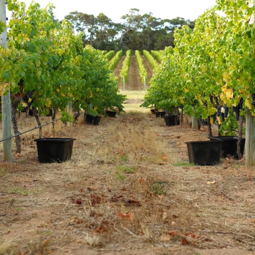 Robert Oatley Finisterre Grenache - Latitude Wine & Liquor Merchant
