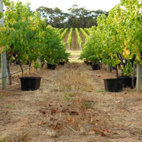 Robert Oatley Finisterre Grenache - Latitude Wine & Liquor Merchant