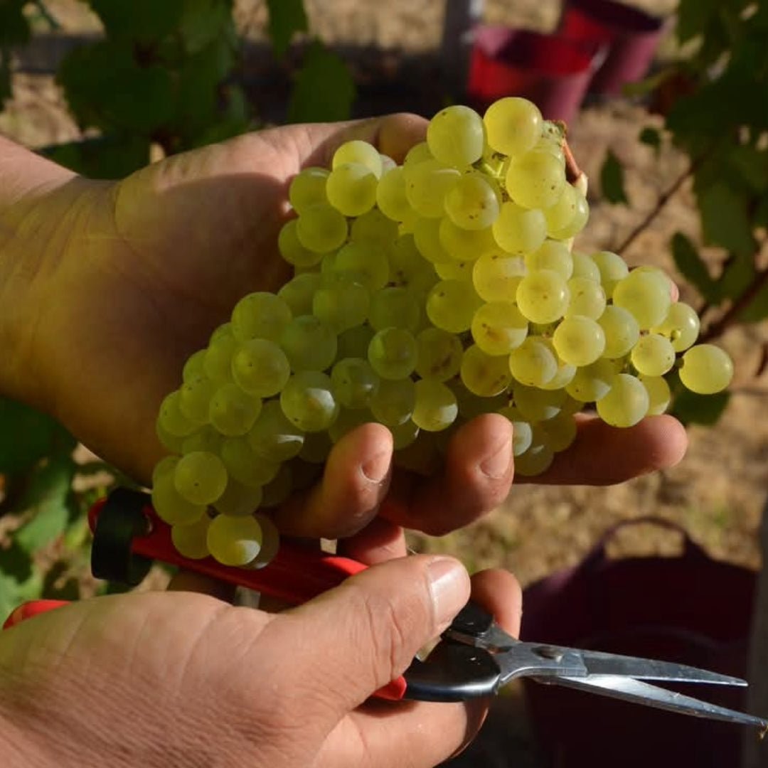 Robert Oatley Finisterre Grenache - Latitude Wine & Liquor Merchant