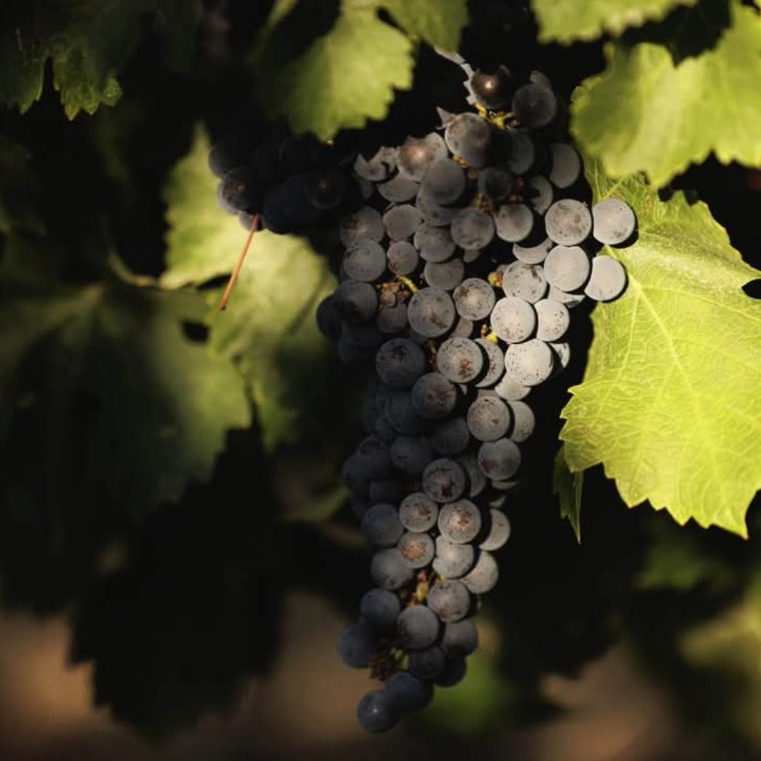 Robert Oatley Finisterre Grenache - Latitude Wine & Liquor Merchant