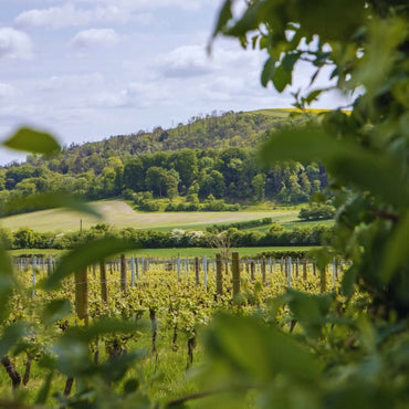 Roebuck Estates Rose De Noirs - Latitude Wine & Liquor Merchant