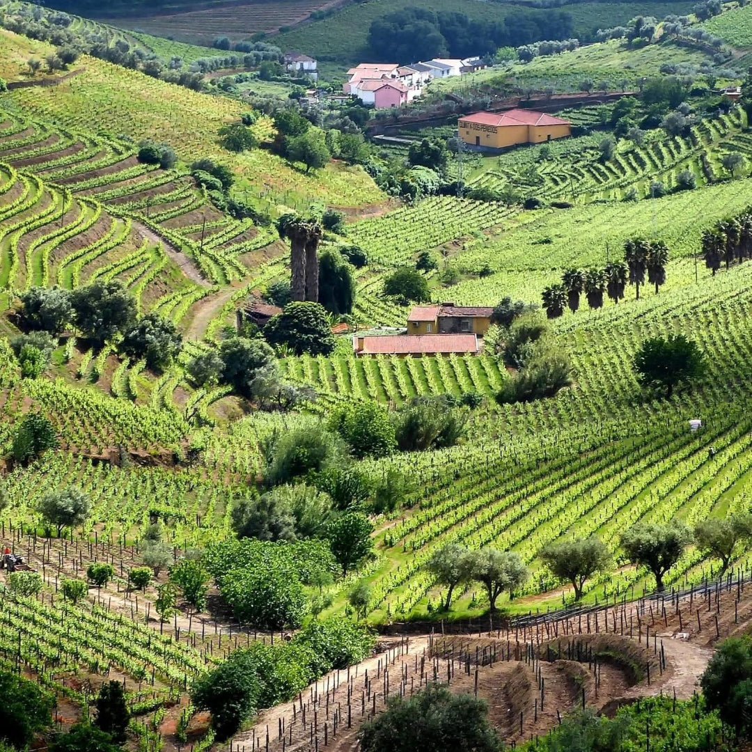 Rola Douro Rose - Latitude Wine & Liquor Merchant