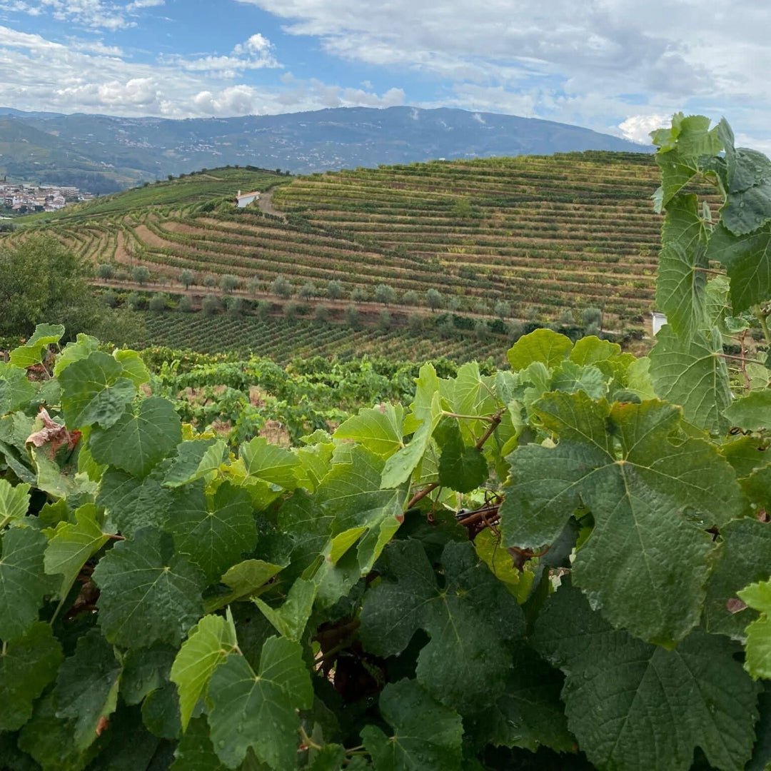 Rola Douro Rose - Latitude Wine & Liquor Merchant