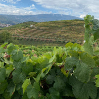 Rola Douro Rose - Latitude Wine & Liquor Merchant