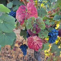 Rola Douro Rose - Latitude Wine & Liquor Merchant