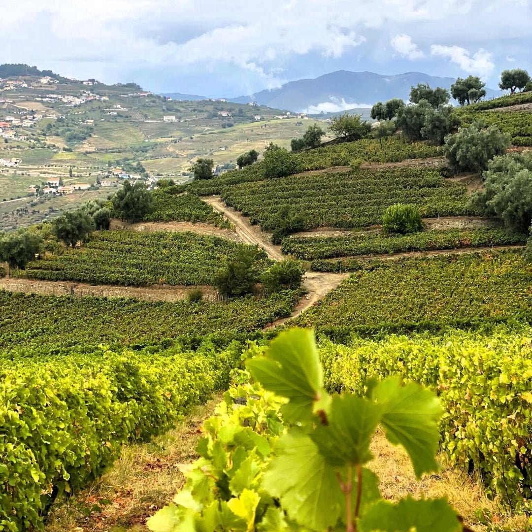 Rola Douro Rose - Latitude Wine & Liquor Merchant