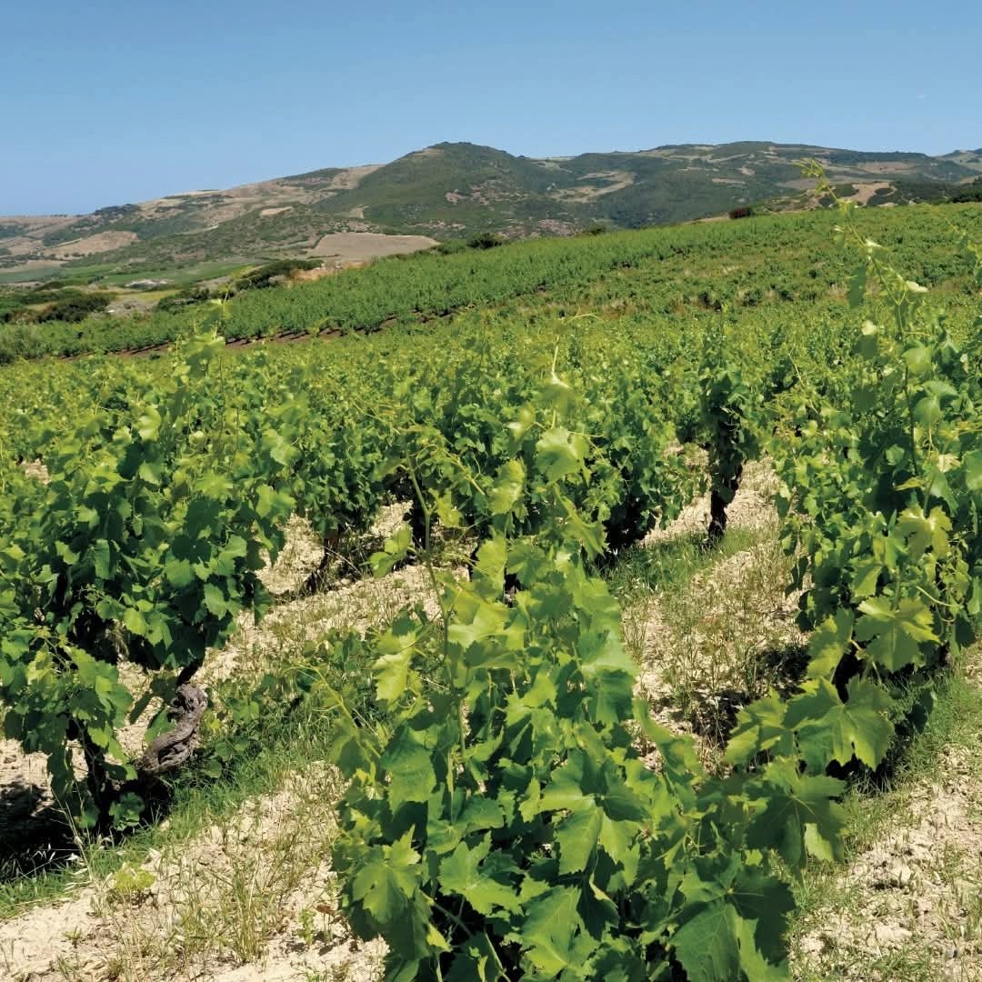 Sa Raja Cannonau Di Sardegna - Latitude Wine & Liquor Merchant