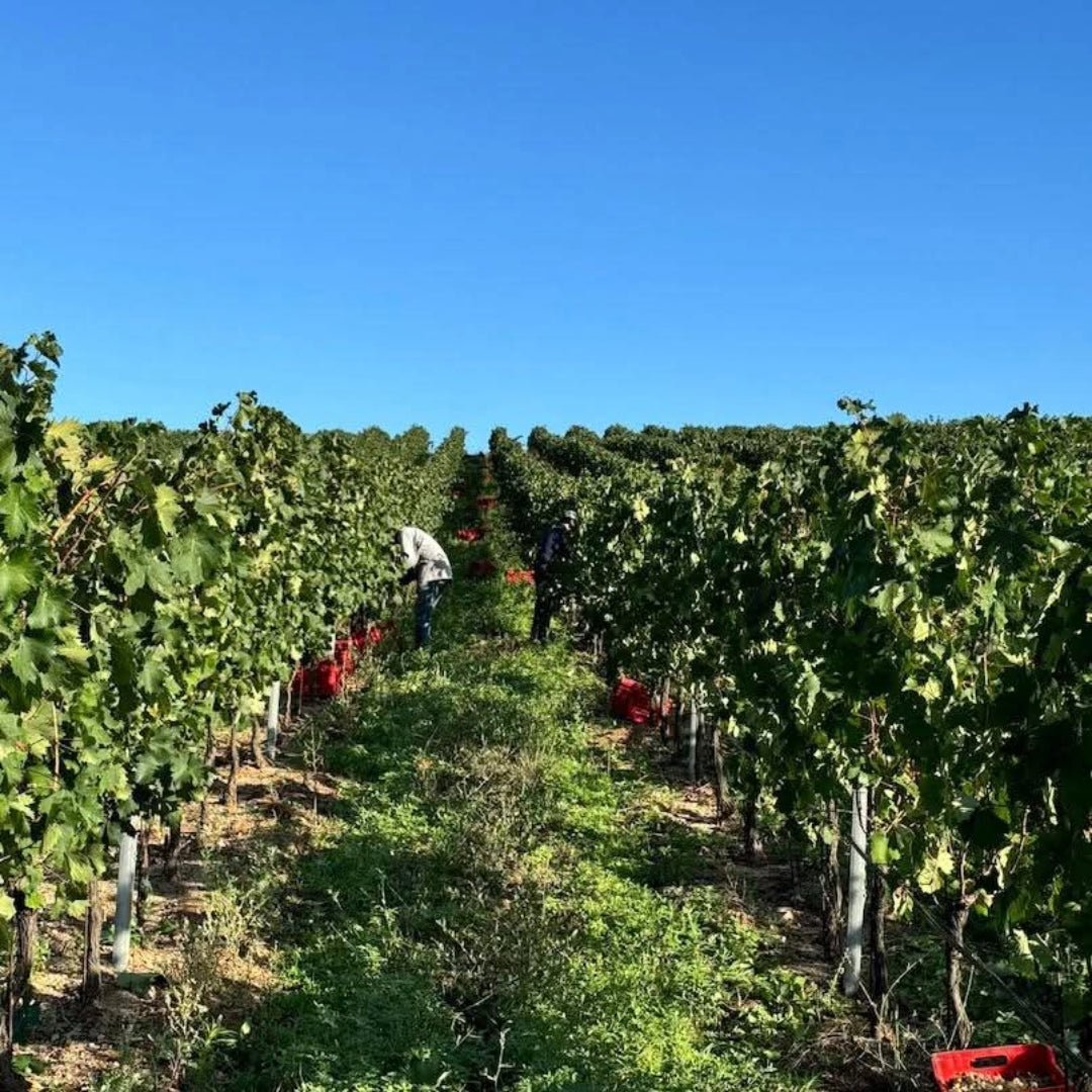 Sa Raja Cannonau Di Sardegna - Latitude Wine & Liquor Merchant