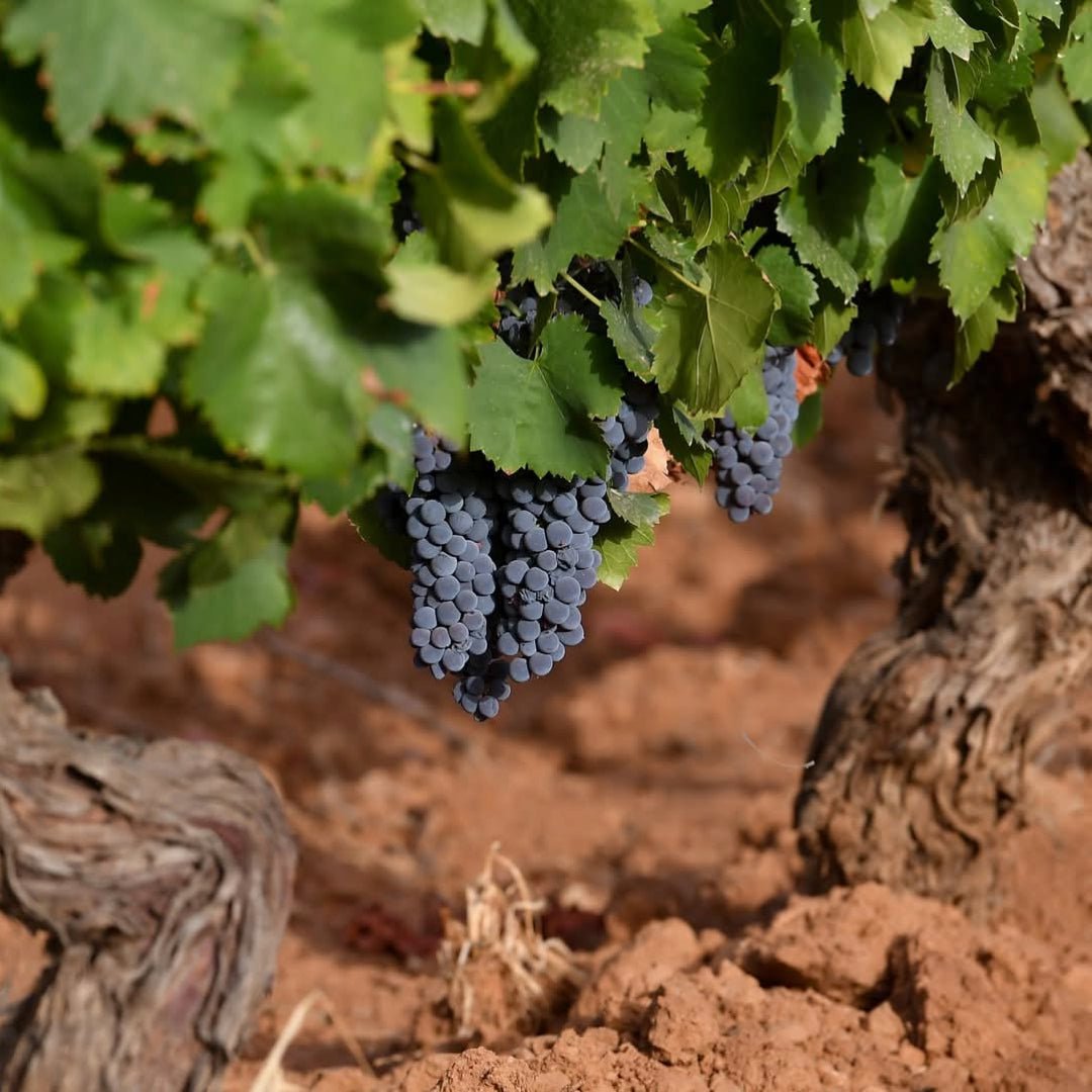 Sa Raja Cannonau Di Sardegna - Latitude Wine & Liquor Merchant