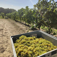 Sa Raja Cannonau Di Sardegna - Latitude Wine & Liquor Merchant