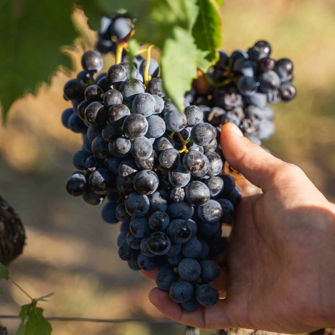 San Polo Rosso Di Montalcino - Latitude Wine & Liquor Merchant
