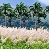 Santa Teresa 1796 - Latitude Wine & Liquor Merchant