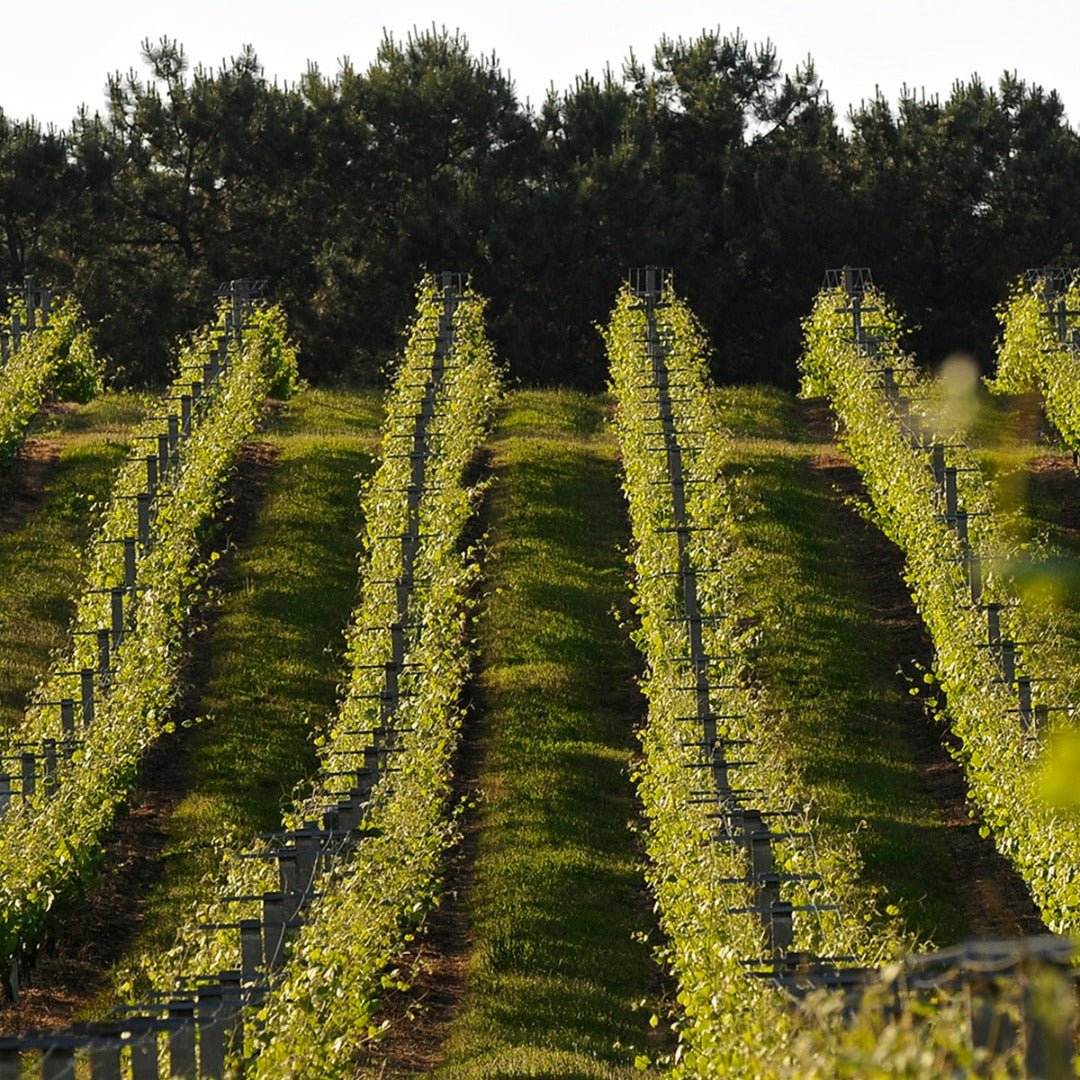 Santiago Ruiz "O Rosal" Rias Baixas Blanco - Latitude Wine & Liquor Merchant