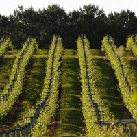 Santiago Ruiz "O Rosal" Rias Baixas Blanco - Latitude Wine & Liquor Merchant