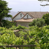 Santiago Ruiz "O Rosal" Rias Baixas Blanco - Latitude Wine & Liquor Merchant