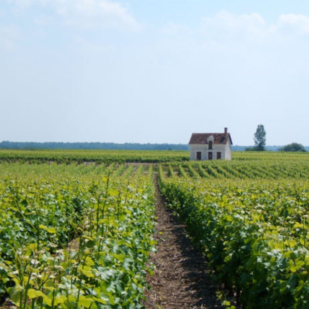 Sebastien Vaillant Valencay - Latitude Wine & Liquor Merchant