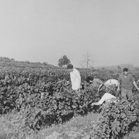 Sebastien Vaillant Valencay - Latitude Wine & Liquor Merchant