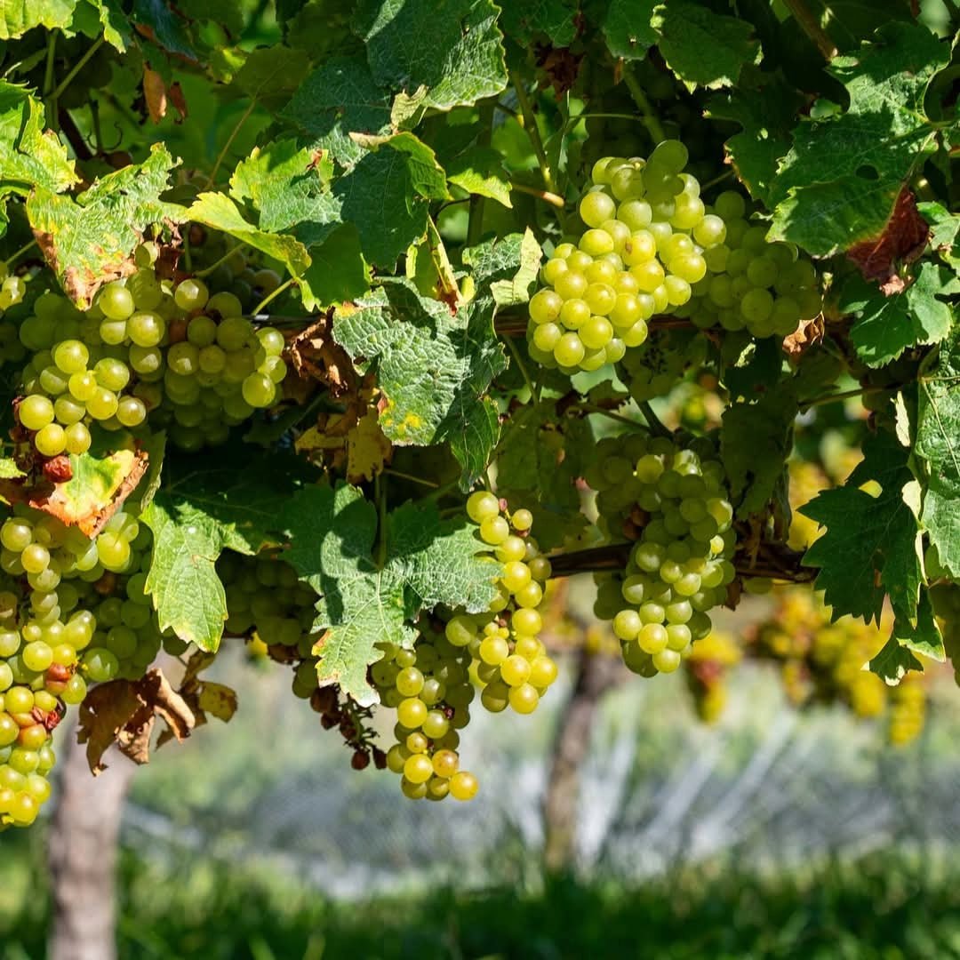 Seifried Estate Aotea Cabernet Franc - Latitude Wine & Liquor Merchant