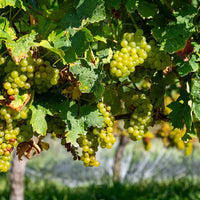 Seifried Estate Aotea Cabernet Franc - Latitude Wine & Liquor Merchant