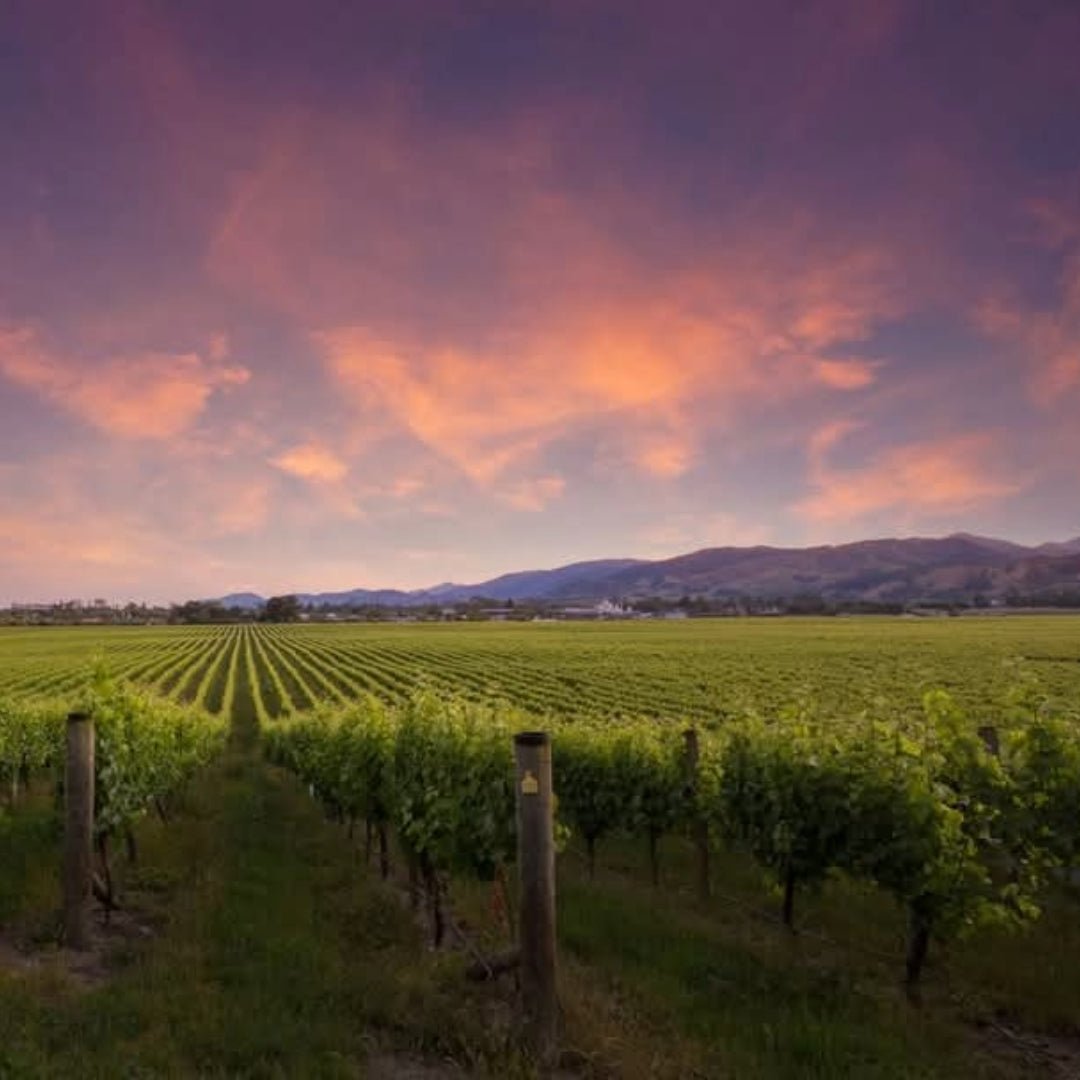 Seifried Estate Aotea Cabernet Franc - Latitude Wine & Liquor Merchant