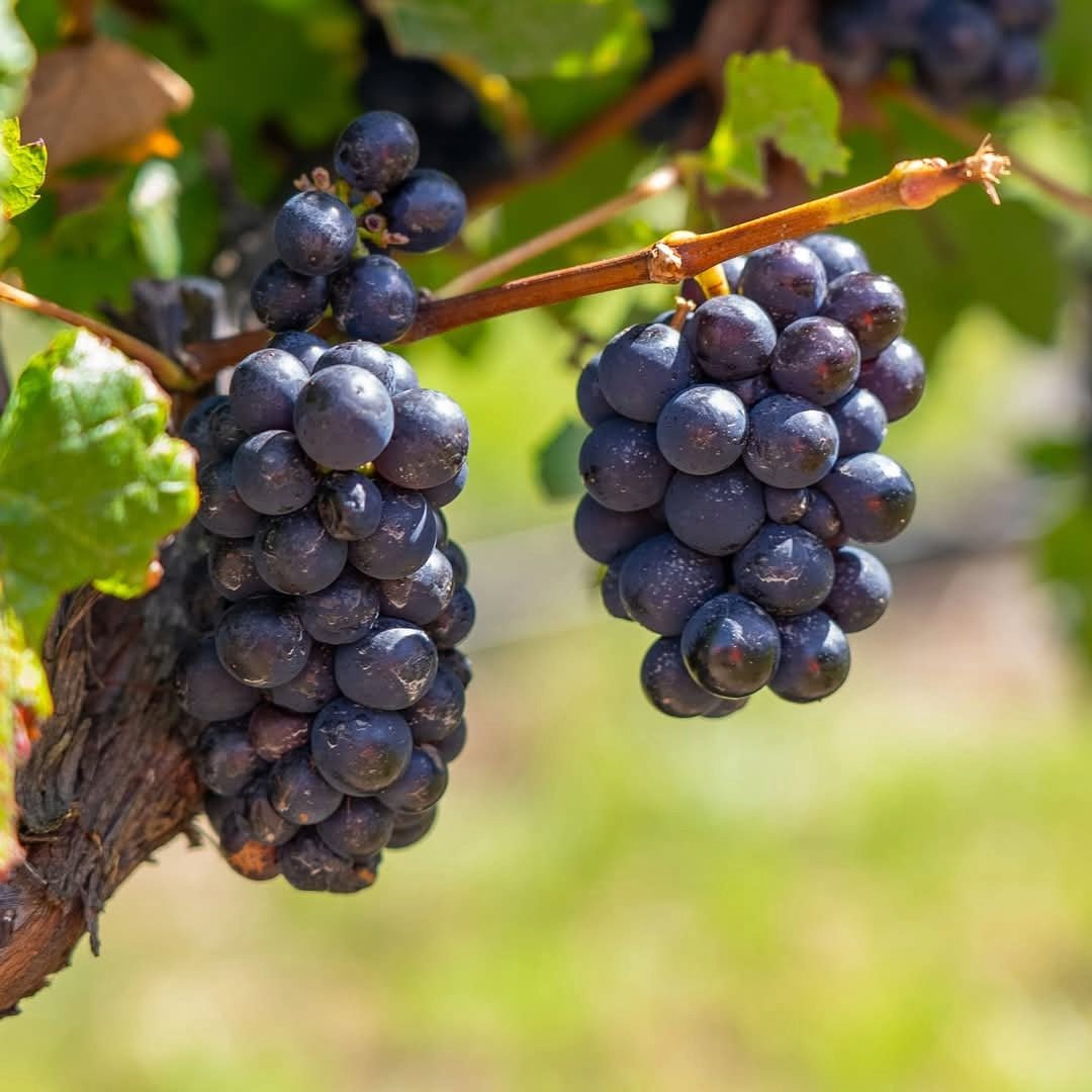 Seifried Estate Aotea Cabernet Franc - Latitude Wine & Liquor Merchant