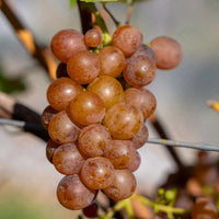 Seifried Estate Nelson Zweigelt - Latitude Wine & Liquor Merchant