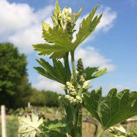 Sergio Mottura Poggio Della Costa Grechetto - Latitude Wine & Liquor Merchant