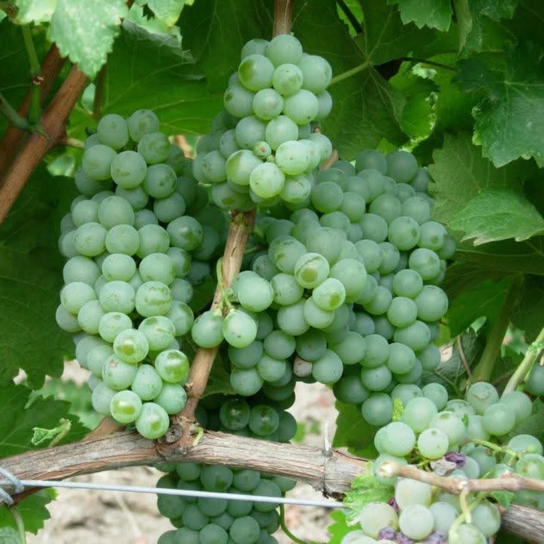 Sergio Mottura Poggio Della Costa Grechetto - Latitude Wine & Liquor Merchant