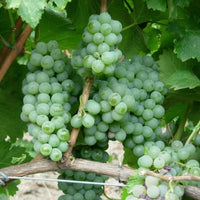 Sergio Mottura Poggio Della Costa Grechetto - Latitude Wine & Liquor Merchant