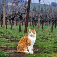 Sokol Blosser Evolution Pinot Noir - Latitude Wine & Liquor Merchant