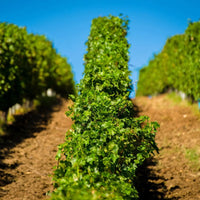 Solara Rose - Latitude Wine & Liquor Merchant