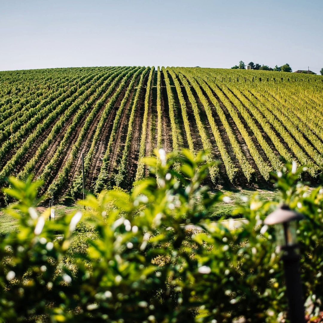 Solara Rose - Latitude Wine & Liquor Merchant