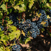 Solara Rose - Latitude Wine & Liquor Merchant
