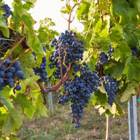 Solara Rose - Latitude Wine & Liquor Merchant